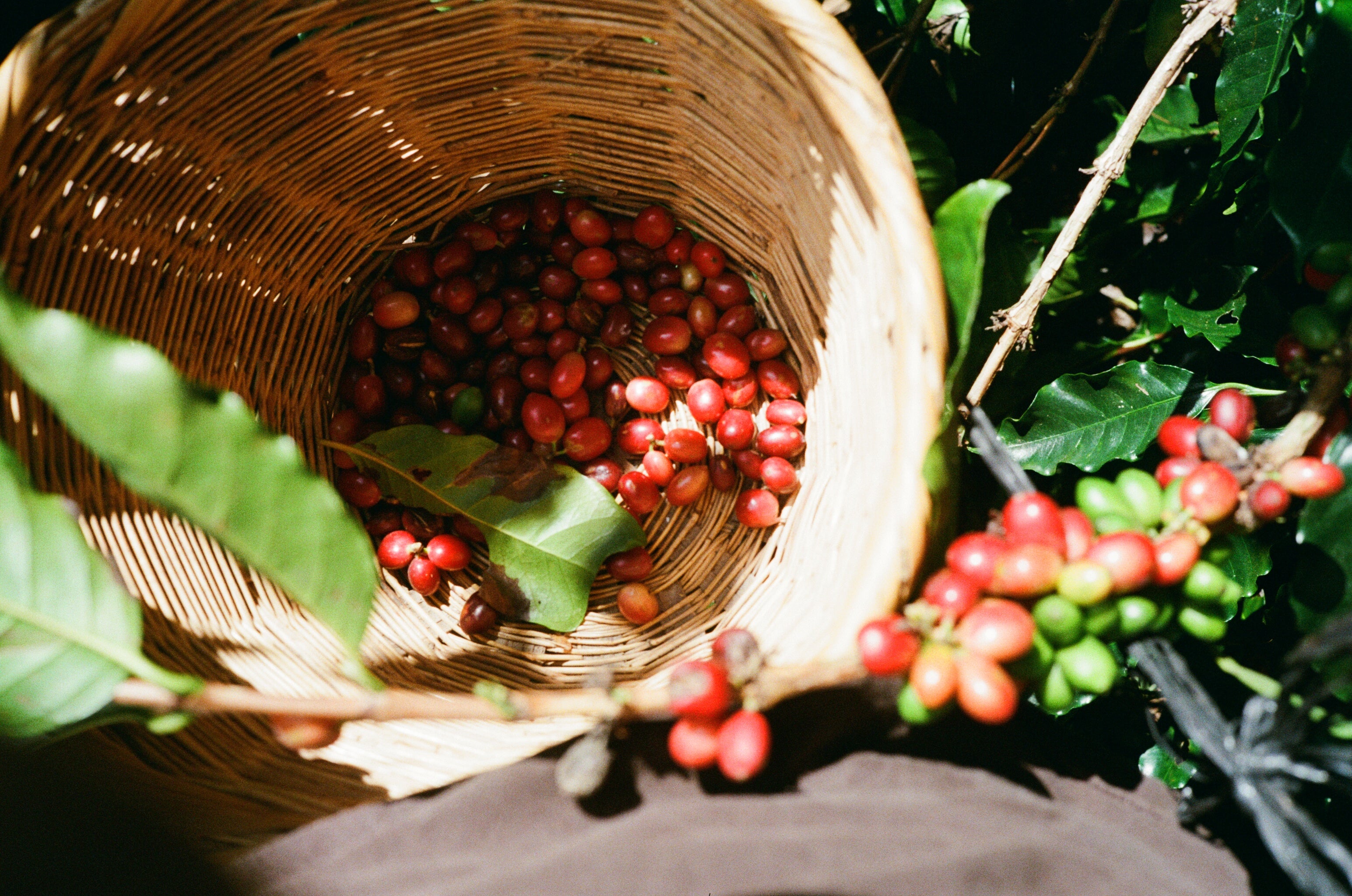 coffee class 102 2026