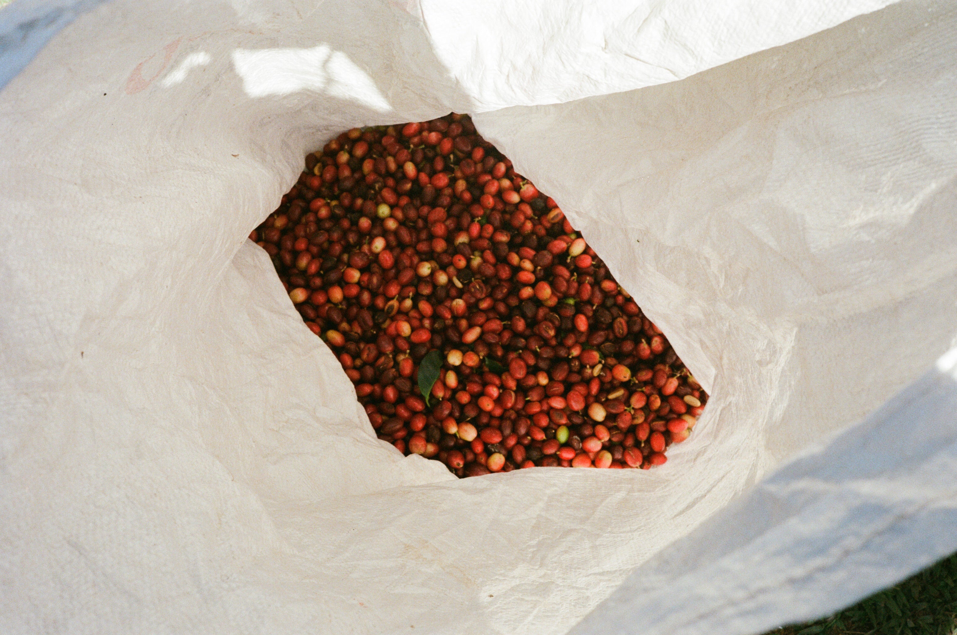 coffee class 102 2026