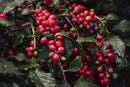 honduras finca la unica