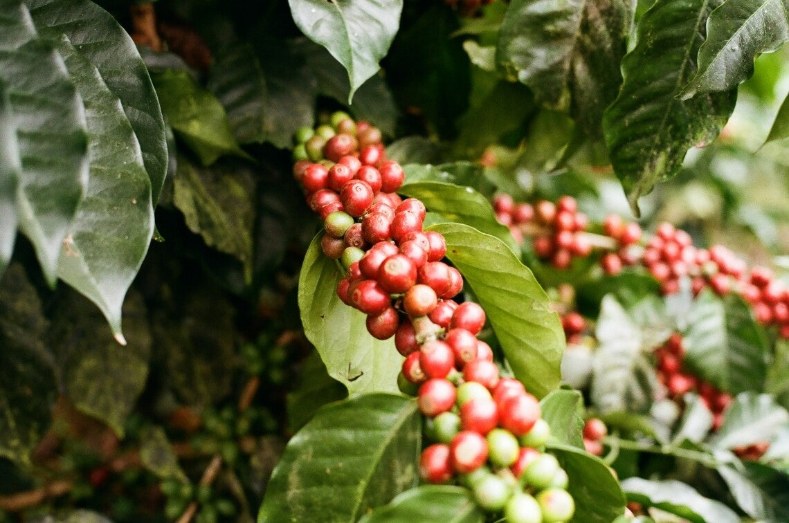 coffee_cherries.jpg